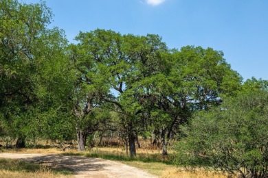 This 12.03-acre tract features a 75-foot elevation change - photo 35