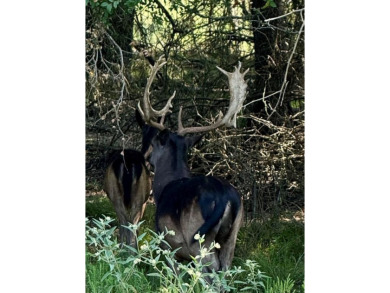 Appx 137 AC - EXOTICS, FEEDERS, AND BLINDS TO CONVEY - FURNISHED