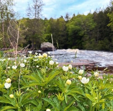 This amazing 1-of-a kind, 39+ acre property located 1hr-10min NE - photo 16
