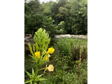 This amazing 1-of-a kind, 39+ acre property located 1hr-10min NE - photo 26