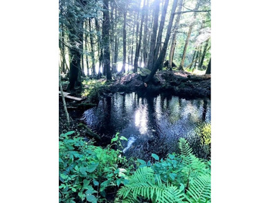 This amazing 1-of-a kind, 39+ acre property located 1hr-10min NE - photo 28