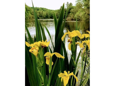 This amazing 1-of-a kind, 39+ acre property located 1hr-10min NE - photo 29