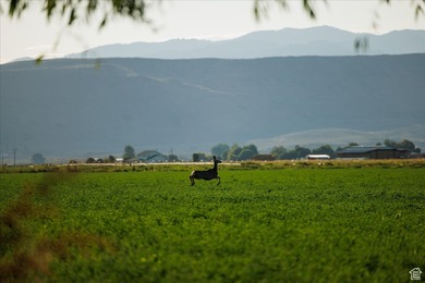Discover an exceptional opportunity to own 1,265 acres of highly - photo 11