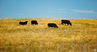 Discover an exceptional opportunity to own 1,265 acres of highly - photo 17