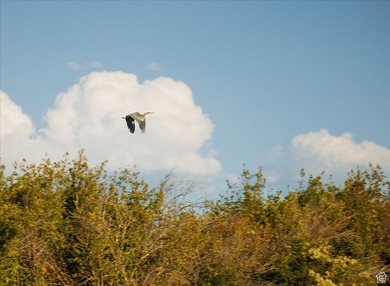Discover an exceptional opportunity to own 1,265 acres of highly - photo 19