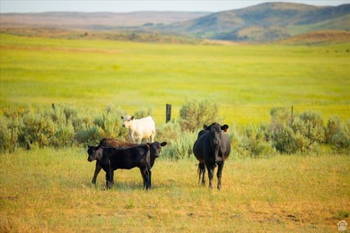 Discover an exceptional opportunity to own 1,265 acres of highly - photo 29