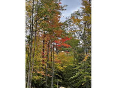Untouched forest land under 480A management. Spectacular views - photo 3