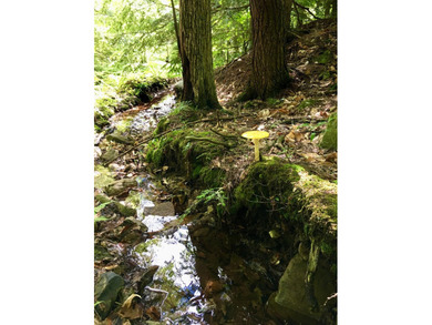 Untouched forest land under 480A management. Spectacular views - photo 5