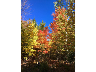 Untouched forest land under 480A management. Spectacular views - photo 7
