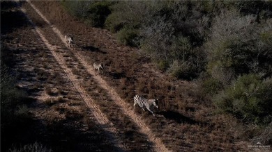 This is a gorgeous example of a South Texas virgin brush ranch - photo 12