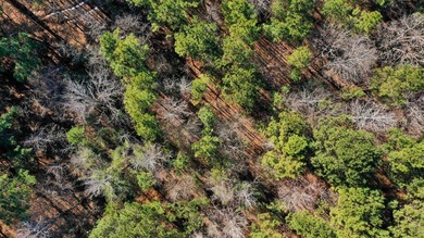 Dream Acreage - Private, Wooded, and Ready for Your Vision - photo 12