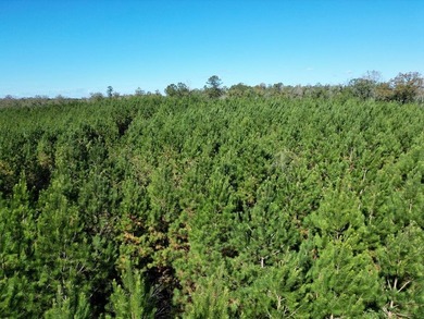 Price Reduction! 118.08 surveyed acres on the Barbour East Ridge - photo 14