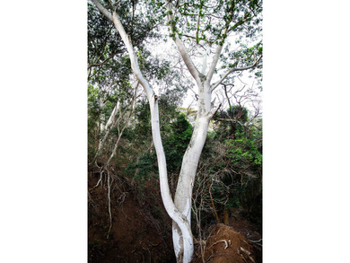 Welcome to one of Waiehu's most compelling properties. This - photo 7