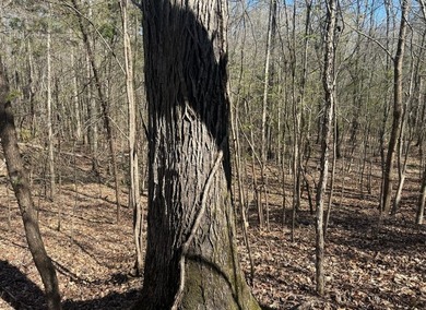 Located in Pontotoc County, Ms this 70 +/- acre property is one - photo 19