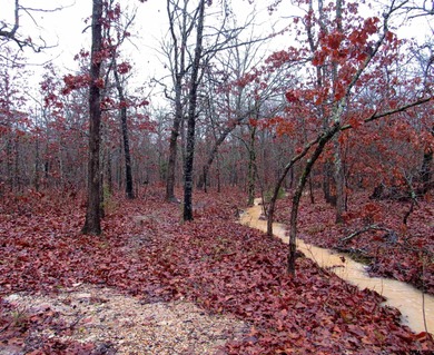 (private lake, pond, creek) Acreage For Sale in Blossom Texas