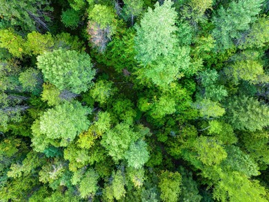Beautiful forest on 11.59 acres above Swan Lake on the west - photo 4
