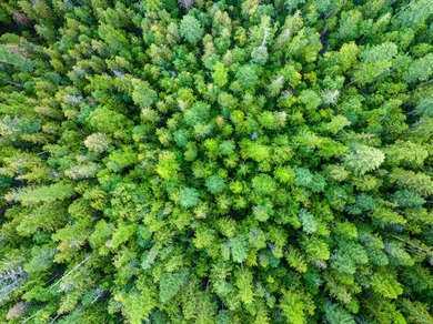 Beautiful forest on 11.59 acres above Swan Lake on the west - photo 5