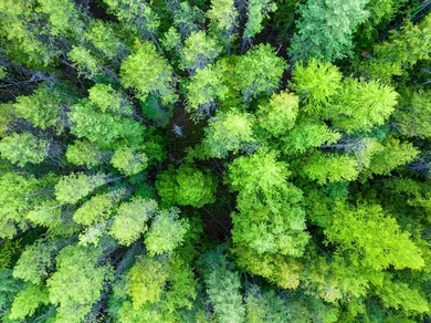 Beautiful forest on 11.59 acres above Swan Lake on the west - photo 6
