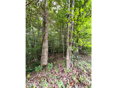 ~One of the most AFFORDABLE LAKEFRONT lots on Norris Lake!!! ~ - photo 6