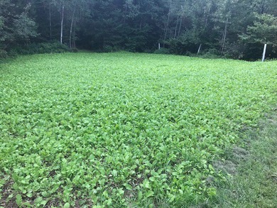 Northwoods Estate on 110+ Acres.Chalet Residence,Creek,Managed - photo 39