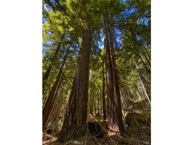 Towering redwoods and pines, lush ferns, and the soft trickling - photo 11
