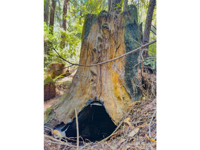 Towering redwoods and pines, lush ferns, and the soft trickling - photo 12