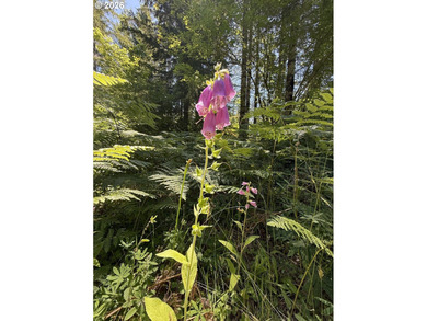 Escape to the mountains and create your own Pacific Northwest - photo 6