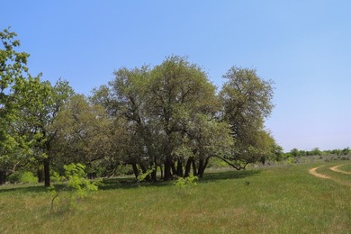 533 Acres Coryell County, Central Texas Located in the heart of - photo 16