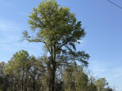 5.13 ac - Georgetown, SC Looking for a quiet place in the - photo 7