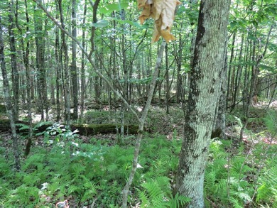 Build your Adirondack dream home or year-round getaway on this - photo 3