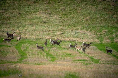 Opportunity awaits in the famed Paradise Valley of Livingston - photo 6