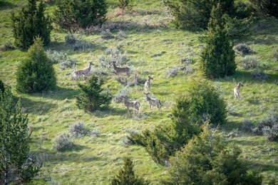 Opportunity awaits in the famed Paradise Valley of Livingston - photo 7