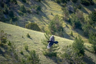 Opportunity awaits in the famed Paradise Valley of Livingston - photo 8