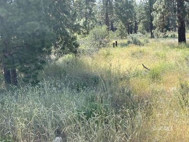 Very attractive triangular-shaped corner parcel. Has large pine - photo 4