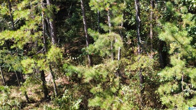 Discover 3.9 beautiful acres of flat, unrestricted land just .25 - photo 19