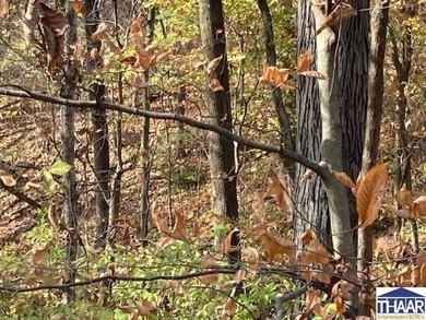 31 Acres of Prime Deer Hunting Land | Vigo County, Indiana - photo 8