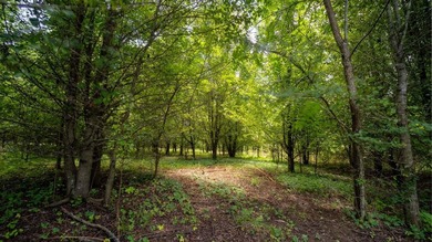 Rare opportunity on Douglas Lake-6.1 Unrestricted Acres! Imagine - photo 9