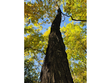 Stockton Lake Acreage Sale Pending in Arcola Missouri