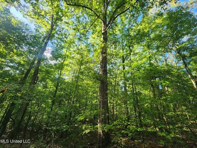 315+/-Acre Turnkey Farm & Recreational Tract | Potts Camp, MS - photo 34