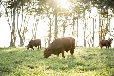 Hana Ranch is the largest offering on Maui and one of the few - photo 4