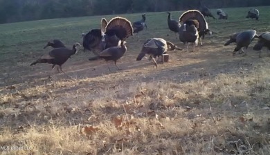 315+/-Acre Turnkey Farm & Recreational Tract | Potts Camp, MS - photo 55
