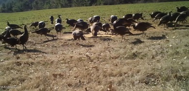 315+/-Acre Turnkey Farm & Recreational Tract | Potts Camp, MS - photo 56