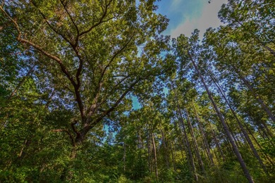 This is a great, country retreat property in a nice area. If - photo 8