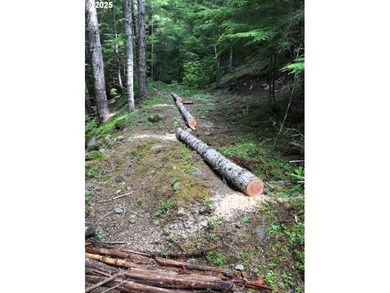 Discover an exceptional 33-acre timber and recreational - photo 11