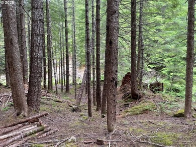 Discover an exceptional 33-acre timber and recreational - photo 12