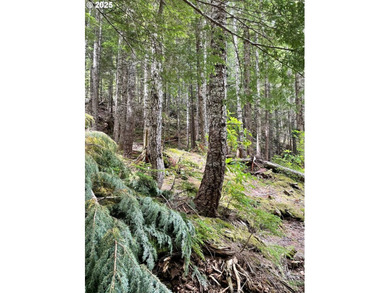 Discover an exceptional 33-acre timber and recreational - photo 13
