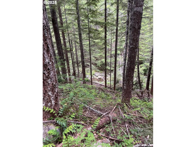 Discover an exceptional 33-acre timber and recreational - photo 14