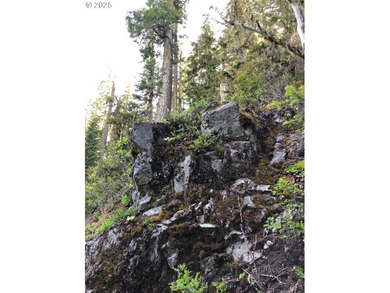 Discover an exceptional 33-acre timber and recreational - photo 15