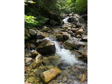Discover an exceptional 33-acre timber and recreational - photo 19