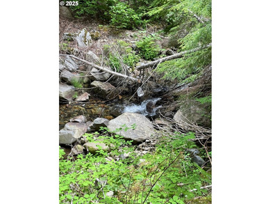 Discover an exceptional 33-acre timber and recreational - photo 20